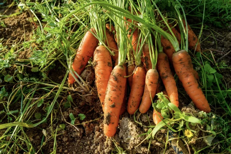 რა არის ორგანული და ბიო პროდუქტი?